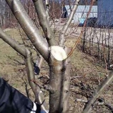 Kako orezati drvo jabuke